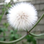 Dandelion?