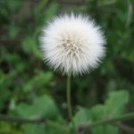 Dandelion VI