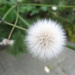 Dandelion VIII