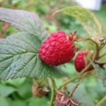 Raspberry!