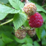 Raspberry II