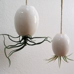 "Death from Above: Air Plant"
